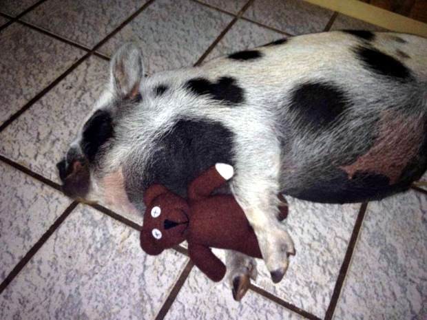 Porquinho dorme com ursinho de pelúcia na casa onde mora em Piracicaba (Foto: Bárbara Luciana Ferreira de Godoy/acervo pessoal)