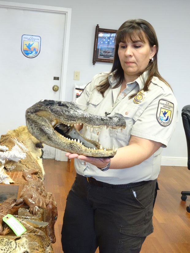 Cabeça de crocodilo foi apreendido no aeroporto internacional de Miami (Foto: Diego Urdaneta/AFP)
