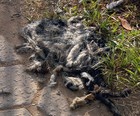 Rabos achados em MG são de cães e de gatos (Reprodução EPTV)