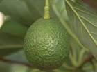 Avocado, tipo de abacate produzido em SP, faz sucesso no exterior