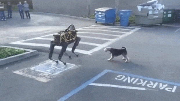 Cachorro de verdade &#39;encara&#39; cão-robô da dona do Google. (Foto: Reprodução/Google)