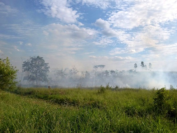 Fogo atingiu uma área de vegetação (Foto: Stephanie Fonseca/G1)