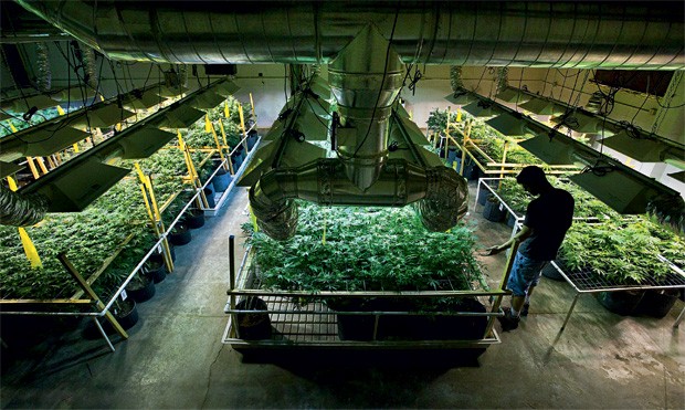 DENTRO DA LEI Estufas com pés de maconha numa empresa autorizada  a cultivar a erva no Estado americano do Colorado.  O porte da droga para uso pessoal está liberado (Foto: Randall Benton/Sacramento Bee/MCT via Getty Images)