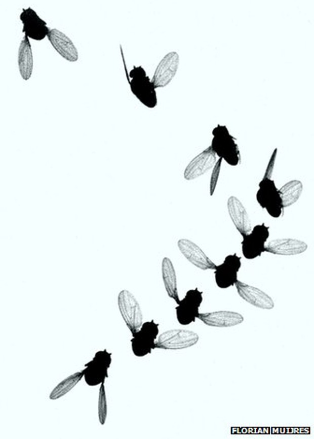 Estudo não definiu como moscas podem realizar movimentos complexos tendo cérebros tão pequenos (Foto: Florian Muijres/BBC)