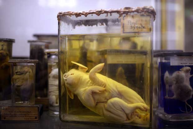 Porco é armazenado em frasco na Faculdade de Medicina de Paris (Foto: Martin Bureau/ AFP)