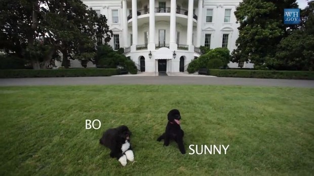 Bo e Sunny, cachorros do Obama (Foto: Video/Reproduo)