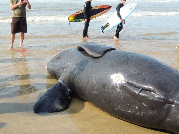 Baleia ficou durante toda a manhã na areia, até ser retirada e levada para exame (Foto: ONG Oceano Vivo/Divulgação)
