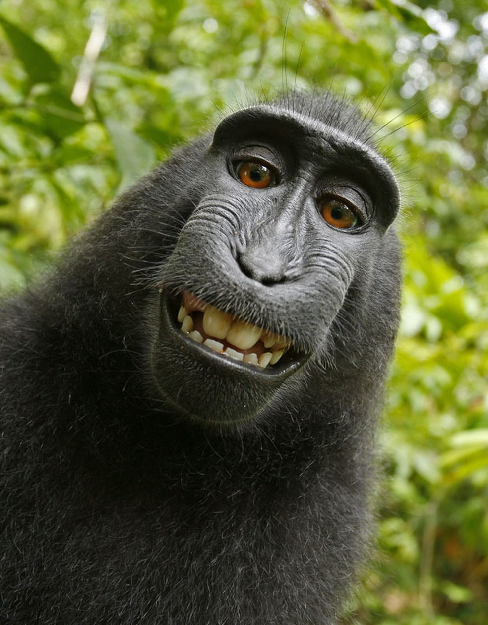 Em julho de 2011, um fotógrafo se surpreendeu com as imagens feitas por um macaco da espécie Macaca nigra, que acabou fazendo um 'sorridente' autorretrato em um pequeno parque nacional na ilha de Sulawesi, na Indonésia. (Foto: Wild Monkey/David Slater/Caters News)
