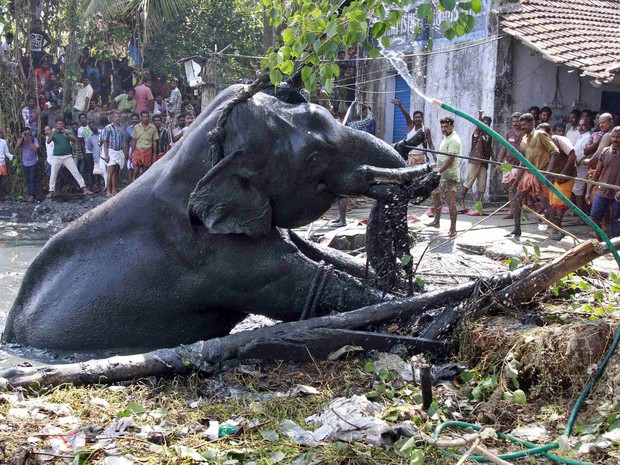 Após seis horas, homens conseguem erguer o elefante e retirá-lo da lama (Foto: Sivaram V/Reuters)