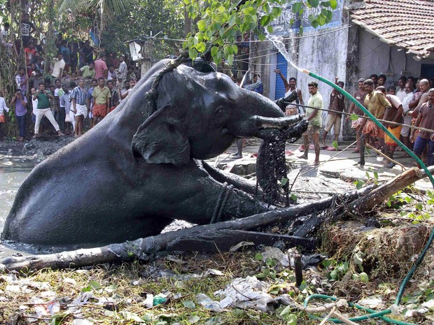 Após seis horas, homens conseguem erguer o elefante e retirá-lo da lama (Fot Sivaram V/Reuters)