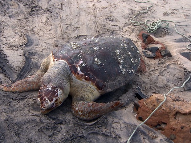 Tartaruga (Fot Imagem/TV Bahia)