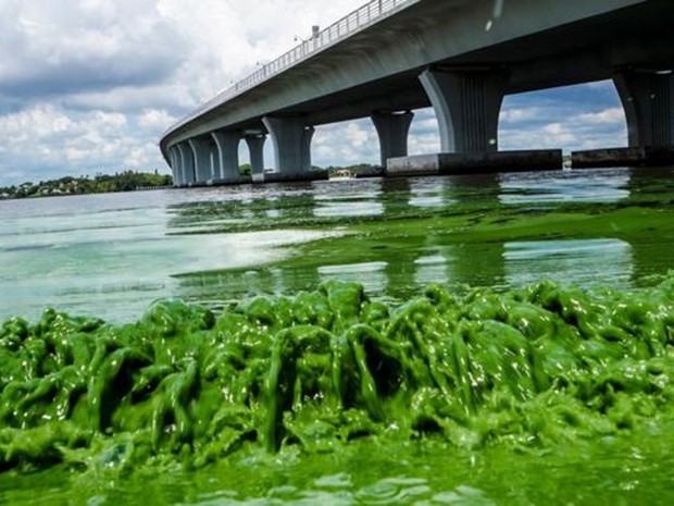 Algas se reproduziram devido a despejo de água com &#39;excesso de nutrientes&#39; em rio  (Foto: AP)