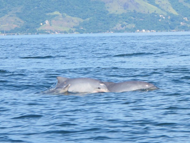 Animais chegam a andar em grupo de 200 golfinhos quando estão em 'agregação' (Foto: Gabriel Barreira/G1)