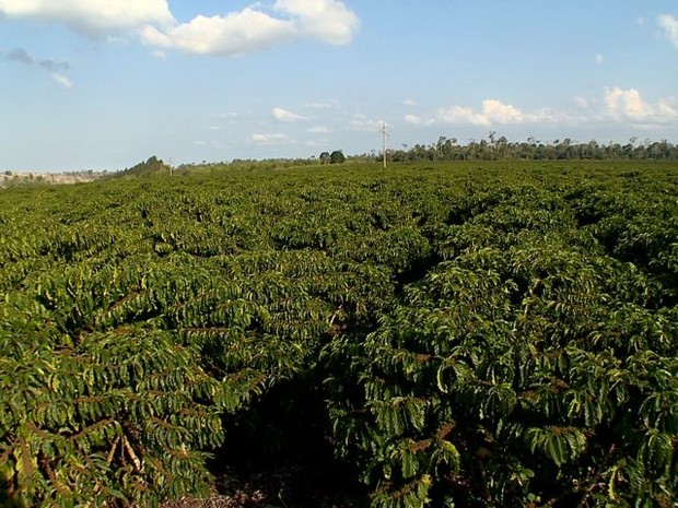 Plantação em Jaguaré (Foto: Reprodução/ TV Gazeta)