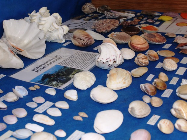 Conchas estão em exposição (Foto: Museu e Aquário de Bombinhas/Divulgação)