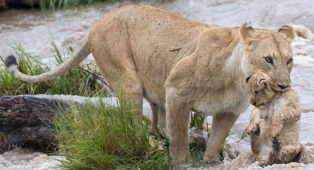  O fotógrafo grego especialista em vida selvagem Kyriakos Kaziras registrou a luta de uma leoa para atravessar um rio no Parque Nacional Masai Mara, no Quênia, carregando o filhote na boca (Foto: Kyriakos Kaziras)