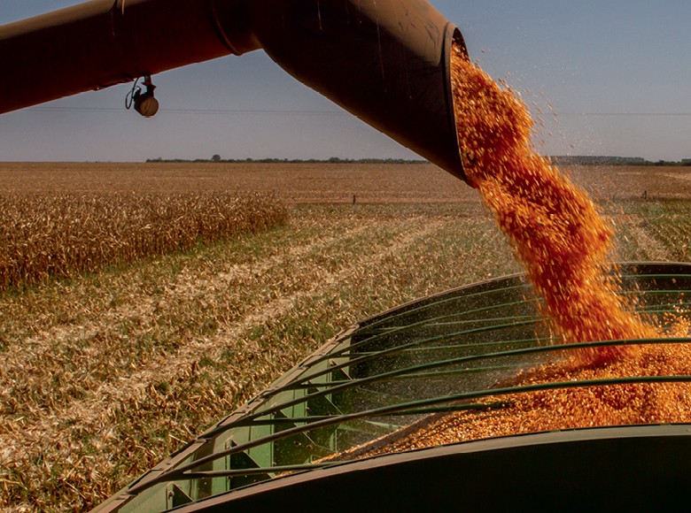 Exportação maior, produção animal e etanol fortalecem cenário para o milho brasileiro (Foto:  )