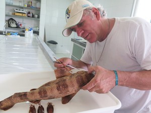 Otto analisa exemplar do novo tubarão (Foto: Mariane Rossi/G1)