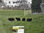 Paris testa ovelhas como alternativa para substituir cortadores de grama