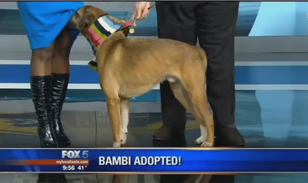 Cão levantou vestido da apresentadora Karen Graham, da Fox 5 (Foto: Reprodução/YouTube/FOX 5 Atlanta )
