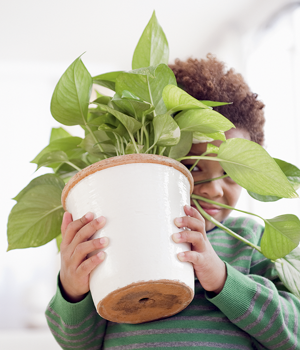 Planta em vaso em casa doente. folhas de plantas em vaso, com