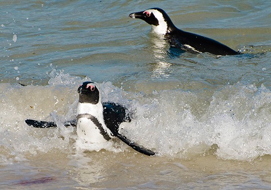 Para voltar à praia, já de barriga cheia, alguns pinguins aproveitam para pegar uma onda (Foto: © Haroldo Castro/Época)