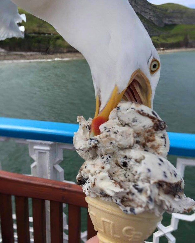 Gaivota roubou sorvete no momento em que jovem fotografava guloseima (Foto: Reprodução/Reddit/Se7enOne)