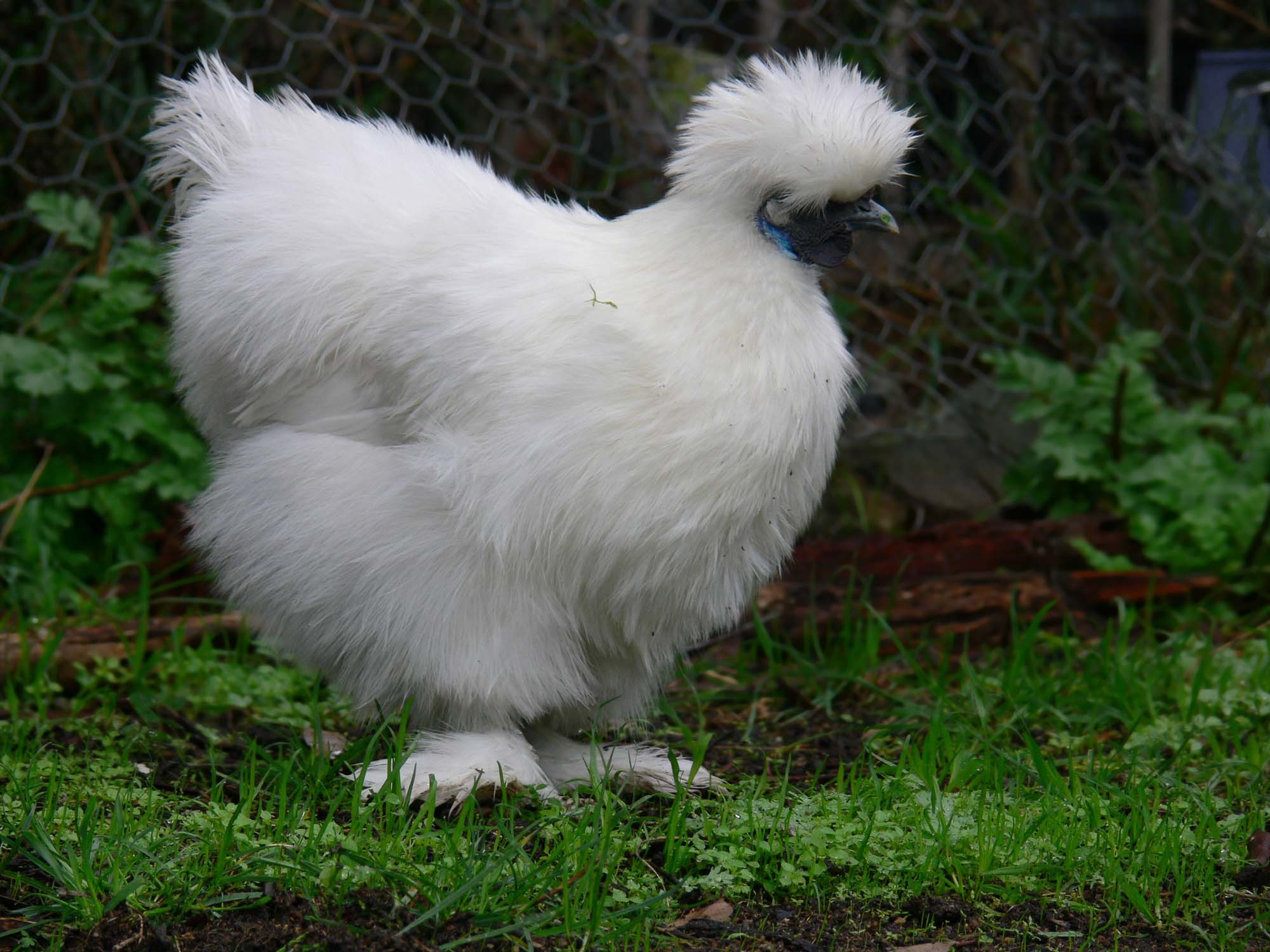 Silkie Chicken, a galinha 'sedosa' que costuma ser adquirida como pet  (Foto: Reprodução)