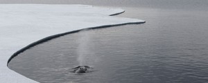 Degelo antártico pode elevar em 3 metros o nível do mar, diz estudo ( John B. Weller/The Pew Charitable Trists/AFP)