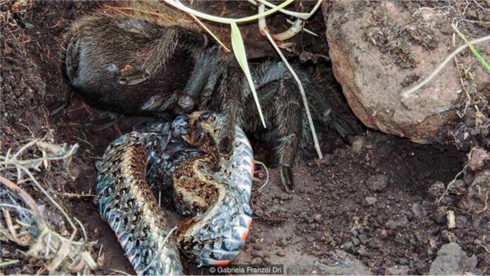 Imagem capta momento em que tarântula come cobra (Foto: Gabriela Franzoi Dri)