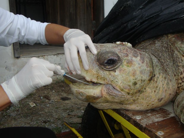 Tartaruga foi encontrada na terça-feira (26) por pescadores, no balneário de Ipanema, no litoral do Paraná (Foto: Laboratório de Ecologia e Conservação do Centro de Estudos do Mar / Divulgação)
