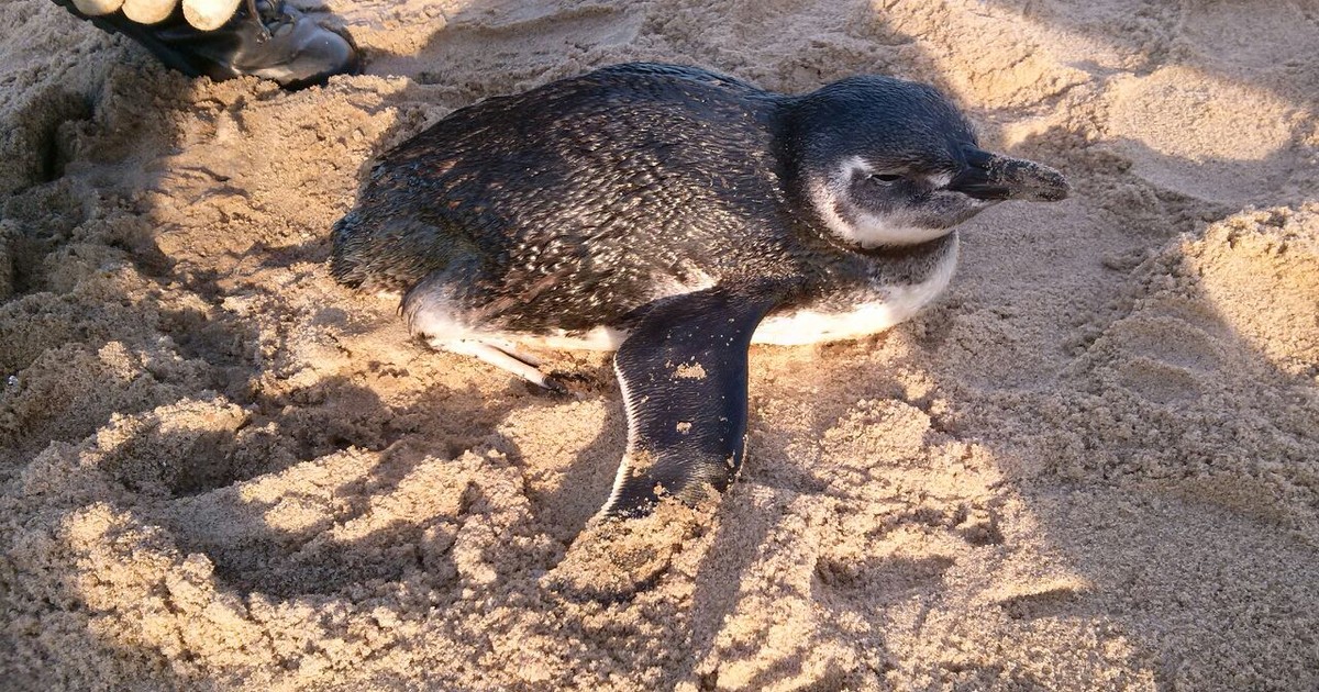 Pinguim é resgatado em praia de Balneário Piçarras, Litoral de SC - Globo.com