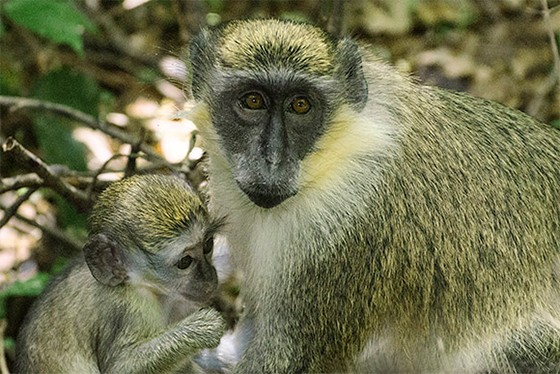 Invasores e resistentes, macacos-verdes conquistaram ilha