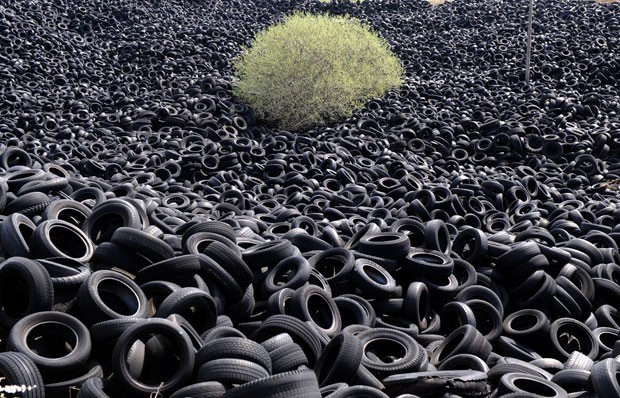 Árvore resiste no meio de milhares de pneus usados (Foto: Eric Cabanis/AFP)