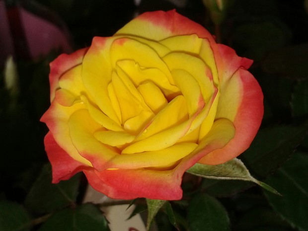 'Festival de Flores de Holambra' acontecerá de 3 a 15 de novembro em Caruaru (Foto: Divulgação/Assessoria)