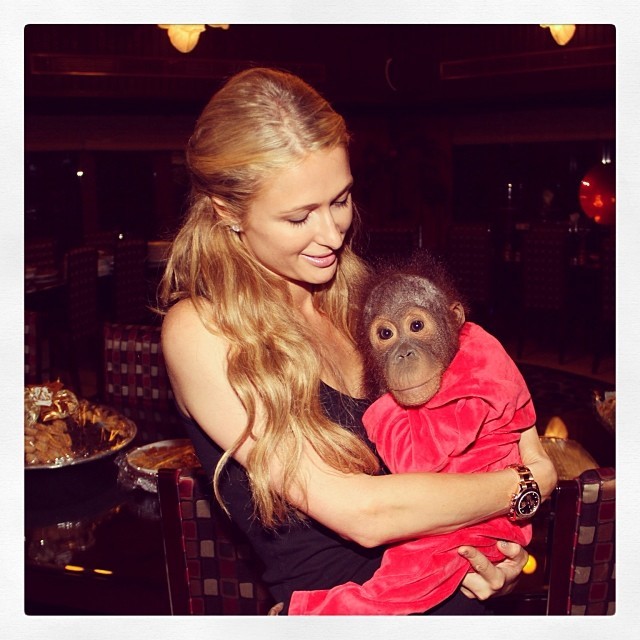 Paris Hilton com orangotango (Foto: Reprodução/Instagram) Paris Hilton com orangotango (Foto: Reprodução/Instagram)
