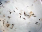 PE tem 4.250 novos casos de dengue e chikungunya em uma semana