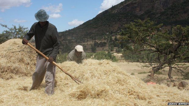 Etiópia proíbe exportação do teff, seja ele em sua forma mais crua ou depois de ser transformado em farinha (Foto: James Jeffrey) Etiópia proíbe exportação do teff, seja ele em sua forma mais crua ou depois de ser transformado em farinha (Foto: James Jeffrey)