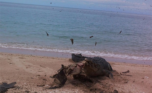 g1 câmera flagra cena impressionante de crocodilo devorando carcaça