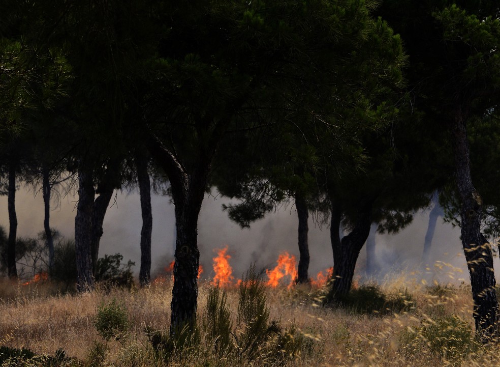 Chamas em floresta próxima ao Parque Nacional de Doñana, na Espanha (Foto: CRISTINA QUICLER / AFP )