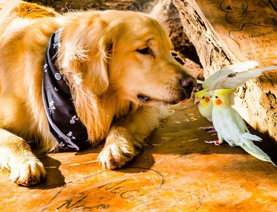 O golden retriever adora um carinho (Foto: Reprodução/Instagram)