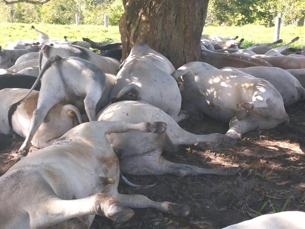 Alguns bovinos ficaram caídos sobre outros após queda de raio (Foto: Reprodução/ WhatsApp)