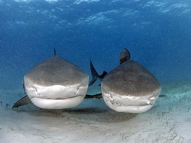 O fotógrafo brasileiro Daniel Botelho registrou tubarões-tigres de perto nas Bahamas (Foto: Daniel Botelho)