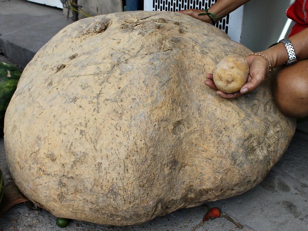  Ao lado de uma batata portuguesa, o tubérculo de 80 kg impressiona    (Foto: Leandro Tapajós/G1 AM)