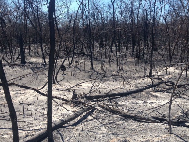 Fogo atinge zonas de mata no oeste de Bahia (Foto: Secretária de Meio Ambiente/Divulgação) Fogo atinge zonas de mata no oeste de Bahia (Foto: Secretária de Meio Ambiente/Divulgação)