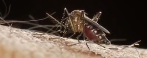 Está com febre? Como saber 
se é dengue? Tire suas dúvidas (Sanofi Pasteur/Divulgação)