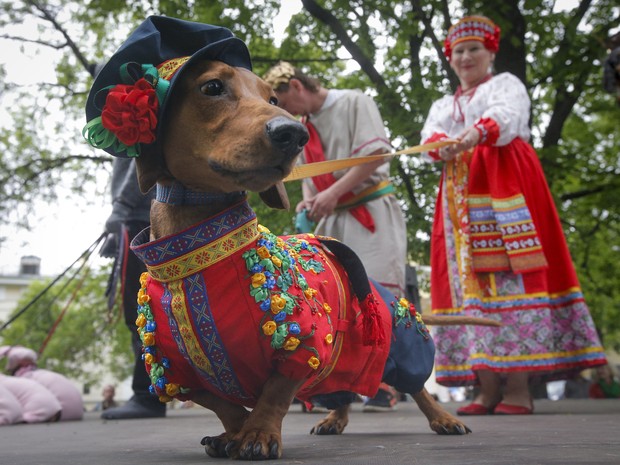 Cão fantasiado participa de festival em São Petersburgo, na Rússia, neste sábado (28) (Foto: AP Photo/Dmitri Lovetsky)