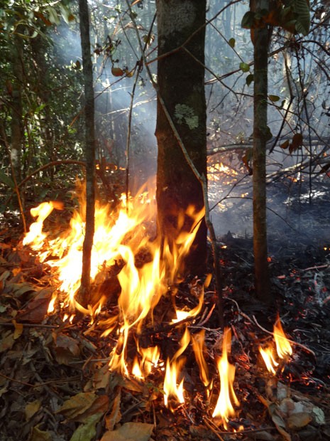 Imagem mostra momento em que incêndio acontece em área de transição entre o Cerrado e a Amazônia, na região de Mato Grosso (Foto: Divulgação/Paulo Brando)