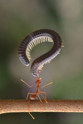 Foto Impressionante Mostra Formiga Capturando Piolho De Cobra Em Jardim Natureza G1 O piolho de cobra é um diplópode definido como uma miriápode, ou seja, possui milhares de pernas. g1 globo