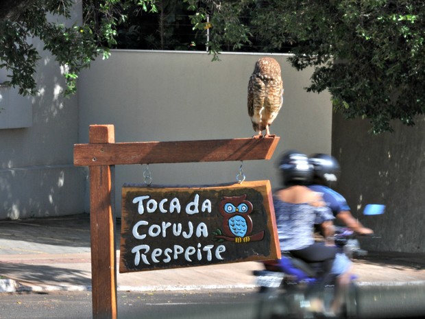 Toca da coruja, respeite (Foto: Gabriela Pavão/ G1 MS)